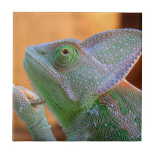 Azulejo De Cerámica Velado Chameleon