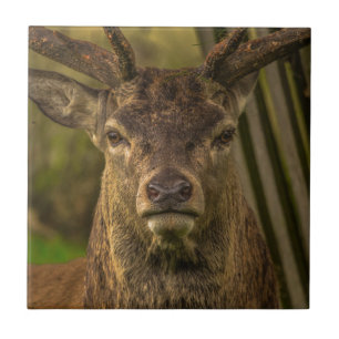 Azulejo De Cerámica Venado