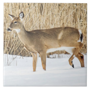 Azulejo De Cerámica Venado en la nieve