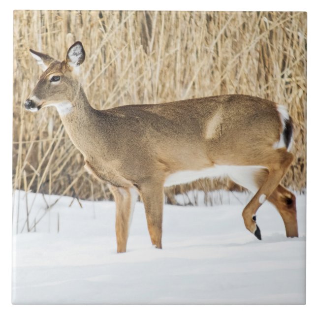 Azulejo De Cerámica Venado en la nieve (Frente)