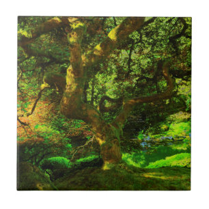 Azulejo De Cerámica Verano, Jardín Japonés de Portland, Portland