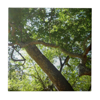 Azulejo De Cerámica Verde de árbol de sicómoro Naturaleza