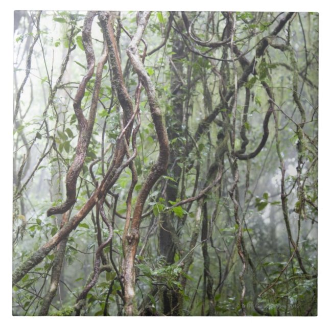 Azulejo De Cerámica vid y ramas torcidas en selva tropical (Frente)