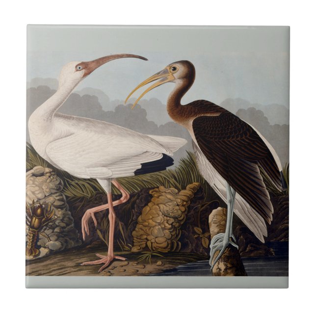 Azulejo De Cerámica Vida silvestre de los pájaros blancos Ibis audubon (Frente)