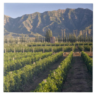 Azulejo De Cerámica vides de Cabernet Sauvignon en Huailai Rongchen