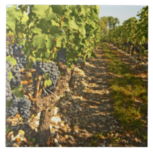 Azulejo De Cerámica vides de Cabernet Sauvignon en una fila en la
