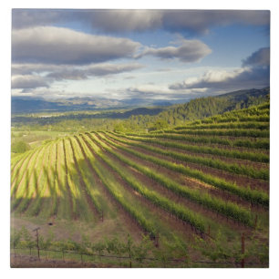 Azulejo De Cerámica Viñedo. Napa Valley. Napa. Condado de Napa,
