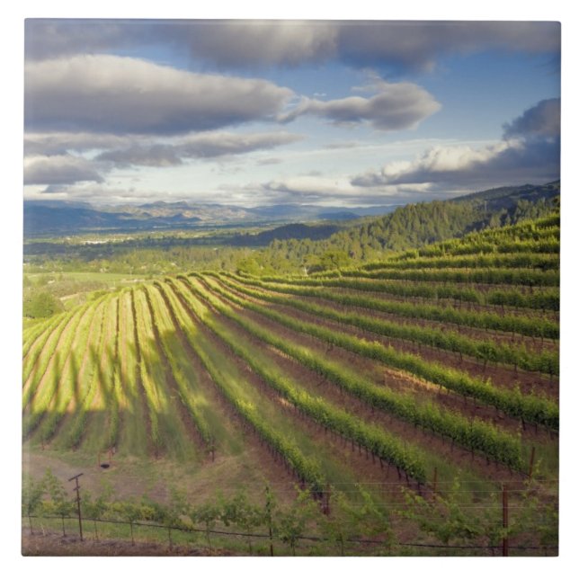 Azulejo De Cerámica Viñedo. Valle de Napa. Napa. Condado de Napa (Frente)