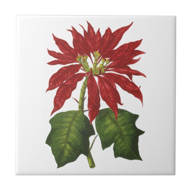 Azulejo De Cerámica Vintage Christmas, Red Poinsettia WinPlanta (Frente)