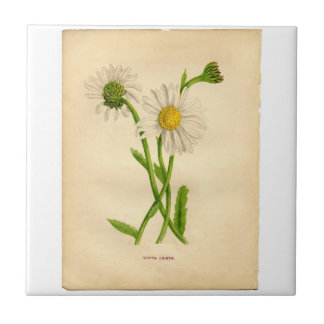 Azulejo De Cerámica Vintage Daisy Botanicals Ilustraciones
