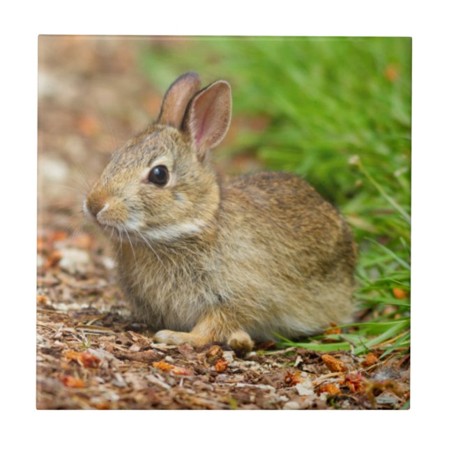 Azulejo De Cerámica WA, Redmond, conejo de cola de bebé oriental (Frente)