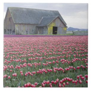 Azulejo De Cerámica WA, Skagit Valley, Tulip Field y Barn
