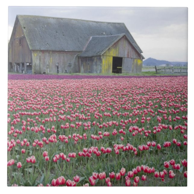 Azulejo De Cerámica WA, Skagit Valley, Tulip Field y Barn (Frente)