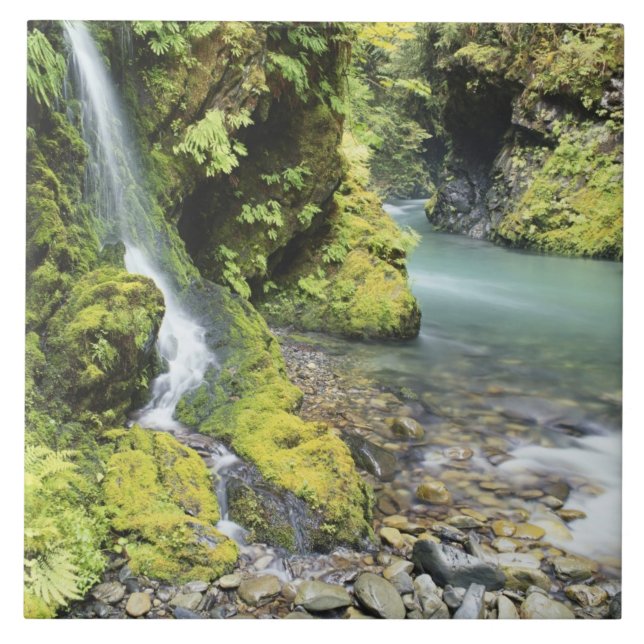 Azulejo De Cerámica Washington, Parque Nacional Olímpico, Temporada (Frente)