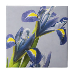 Azulejo De Cerámica Washington, Redmond, irisas púrpura