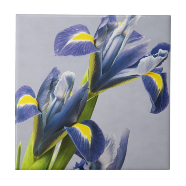 Azulejo De Cerámica Washington, Redmond, irisas púrpura (Frente)