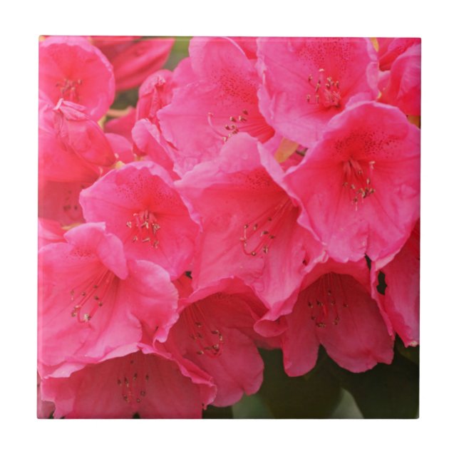 Azulejo De Cerámica Washington, Seattle, Puget Sound, Discovery Park (Frente)