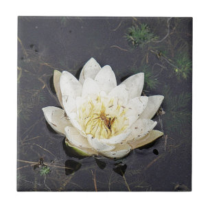 Azulejo De Cerámica Waterlily