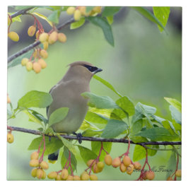 Azulejo De Cerámica Waxwing de cedro