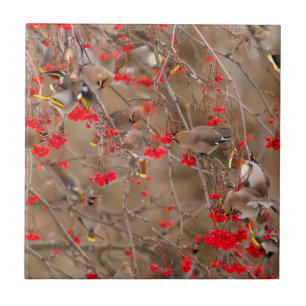 Azulejo De Cerámica Waxwings Bohemias Alimentándose En El Ash De La Mo