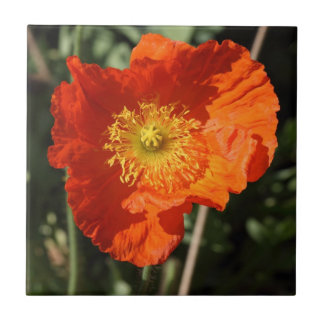 Azulejo De Cerámica Welsh Poppy (Naranja)