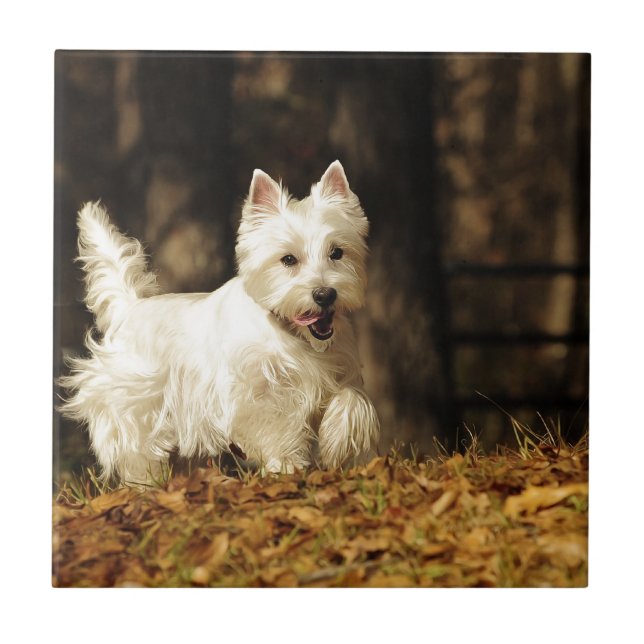 Azulejo De Cerámica Westie en el movimiento (Frente)