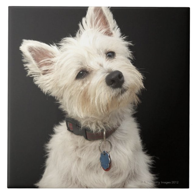 Azulejo De Cerámica Westie (terrier del oeste de la montaña) con el (Frente)