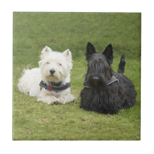 Azulejo De Cerámica Westie y Scottie Césped Verde