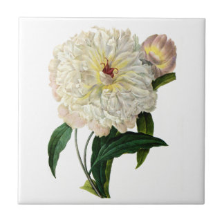 Azulejo De Cerámica White Rubor Peony De Pierre Joseph Redoute
