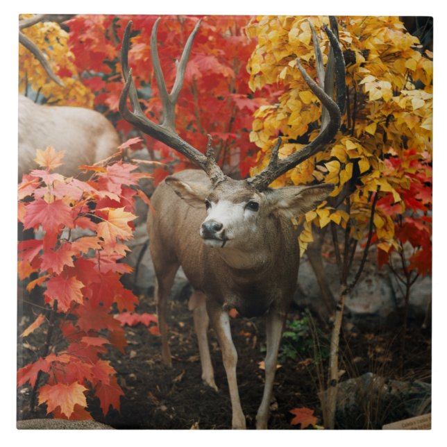 Azulejo De Cerámica Whitetail en otoño (Frente)
