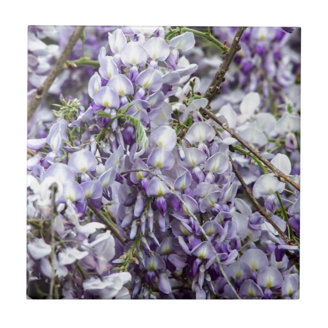 Azulejo De Cerámica Wisteria (Frente)