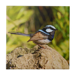 Azulejo De Cerámica Wren azul