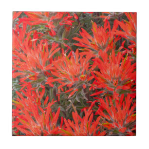 Azulejo De Cerámica Wyoming, condado de Lincoln, Desert Paintbrush