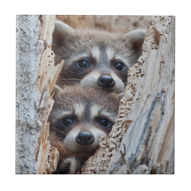 Azulejo De Cerámica Wyoming, Condado de Lincoln, Raccoon (Frente)