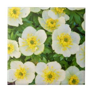 Azulejo De Cerámica Wyoming, Condado de Sublette, Cierre de un grupo