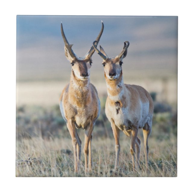 Azulejo De Cerámica Wyoming, Condado de Sublette, dólares Pronghorn (Frente)