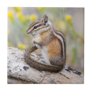 Azulejo De Cerámica Wyoming, Condado de Sublette, Menos Chipmunk