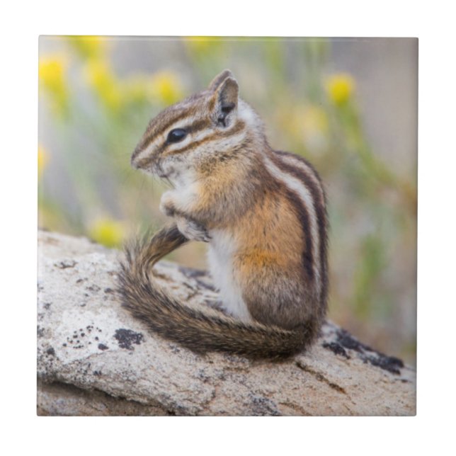 Azulejo De Cerámica Wyoming, Condado de Sublette, Menos Chipmunk (Frente)
