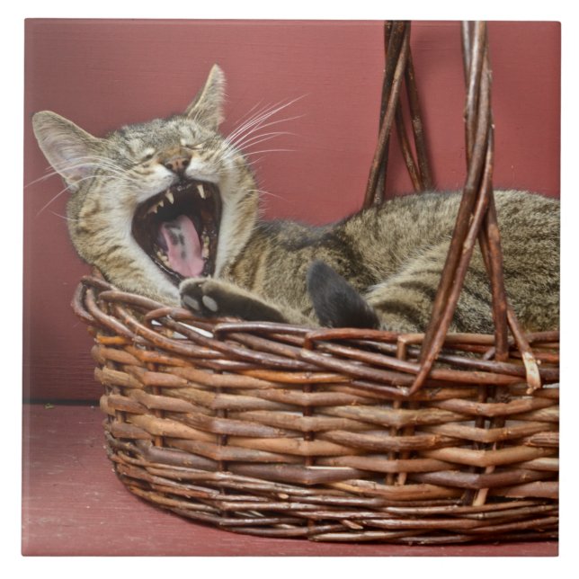 Azulejo De Cerámica Yawning Cat Tile (Frente)