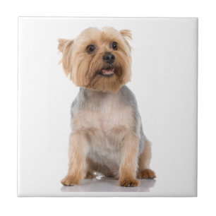 Azulejo De Cerámica Yorkshire Terrier