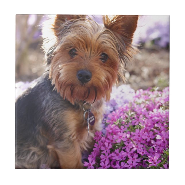 Azulejo De Cerámica Yorkshire Terrier (Frente)