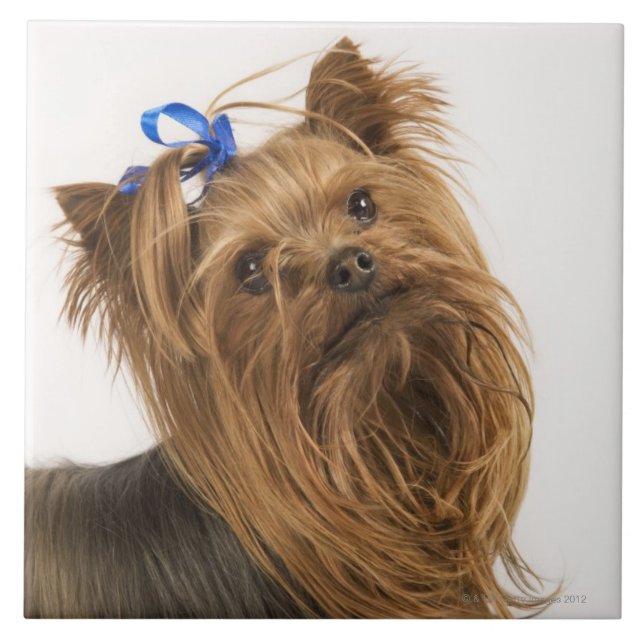 Azulejo De Cerámica Yorkshire Terrier/Yorkie. Raza animada de (Frente)