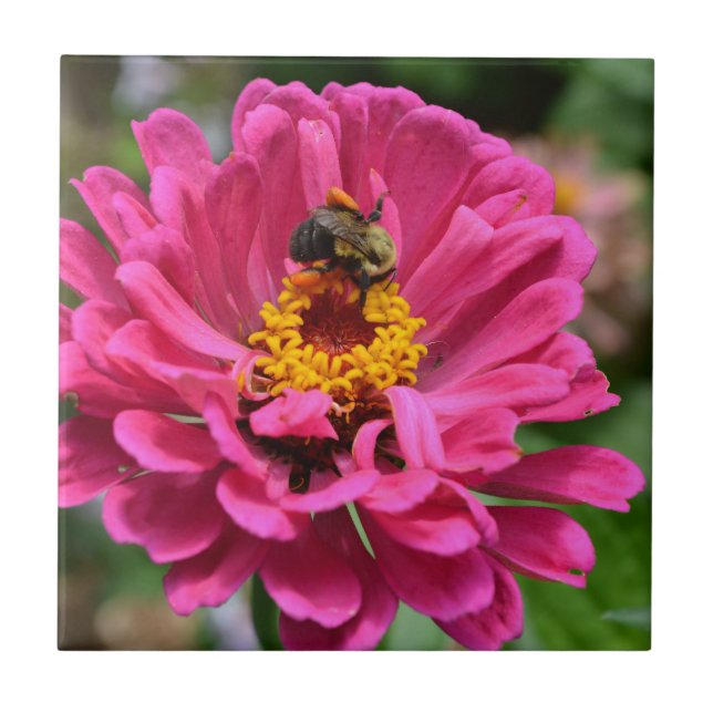 Azulejo De Cerámica Zinnia rosa y abeja de burbujas (Frente)
