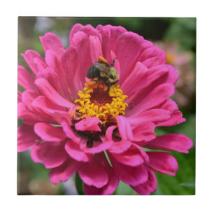 Azulejo De Cerámica Zinnia rosa y abejorro
