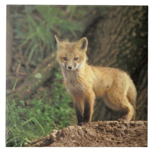 Azulejo De Cerámica Zorrito rojo delante de su madriguera (Vulpes vulp