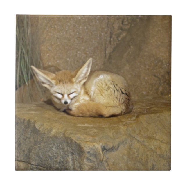 Azulejo De Cerámica zorro del fennec (Frente)