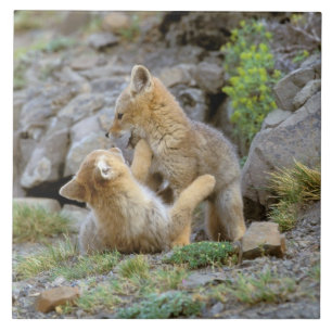 Azulejo De Cerámica Zorro gris sudamericano (Lycalopex griseus) par 2