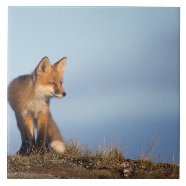 Azulejo De Cerámica zorro rojo, Vulpes vulpes (Frente)