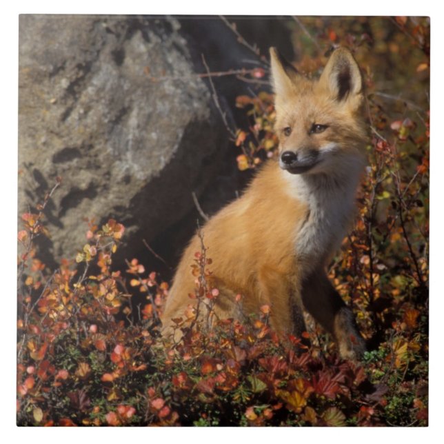 Azulejo De Cerámica zorro rojo, Vulpes vulpes (Frente)
