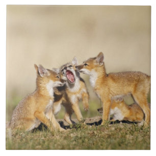Azulejo De Cerámica Zorro veloz (Vulpes macrotis) joven en madriguera,